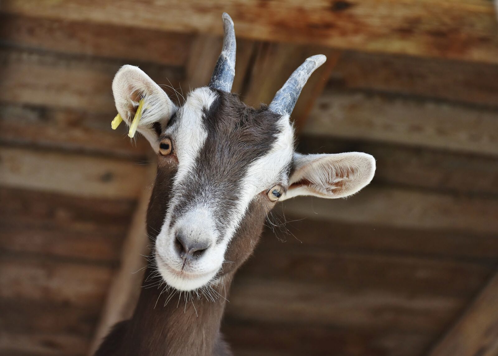 Nikon D7200 sample photo. Goat, livestock, farm photography