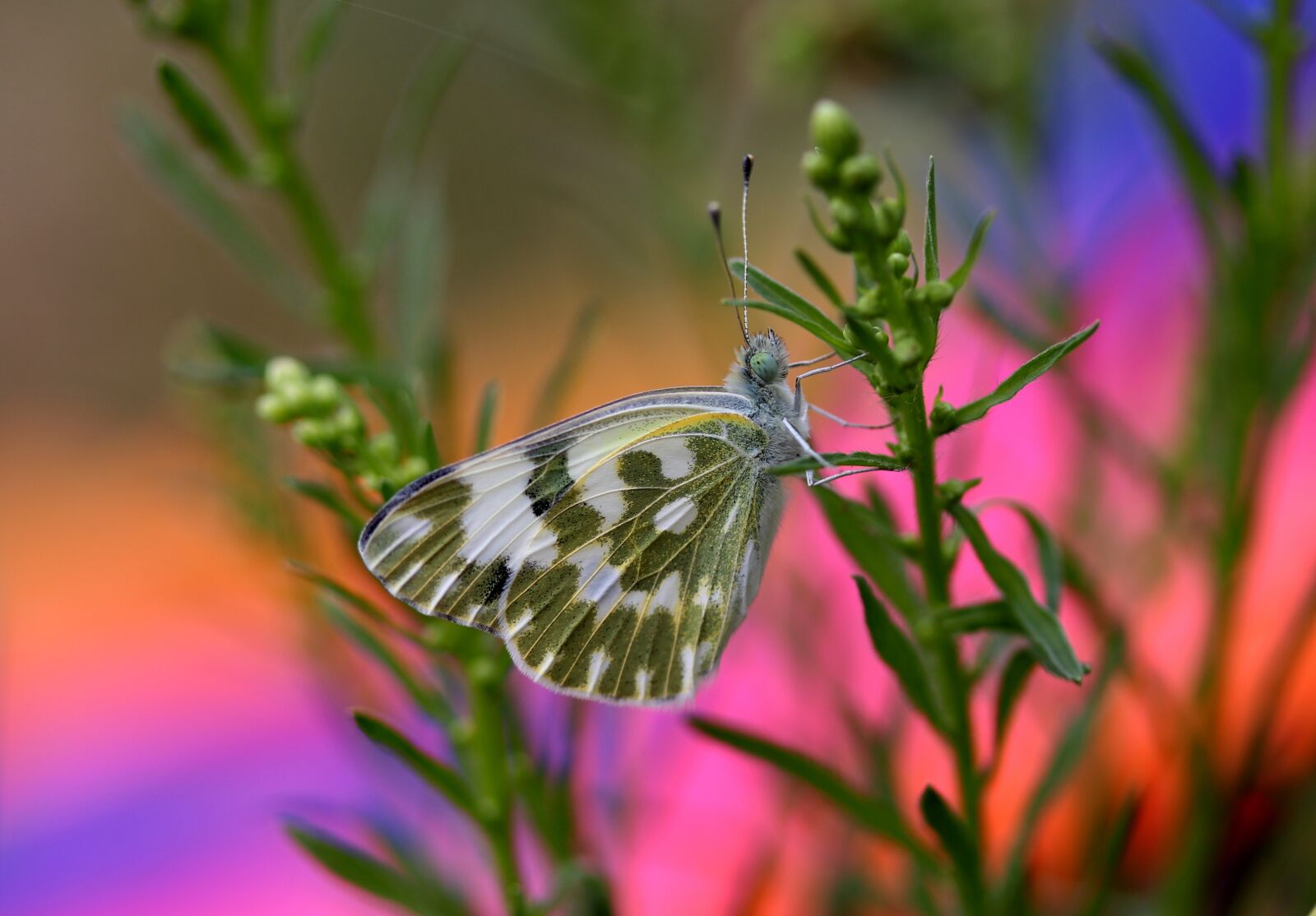 Canon EF-S 60mm F2.8 Macro USM sample photo. Butterfly, white, green photography