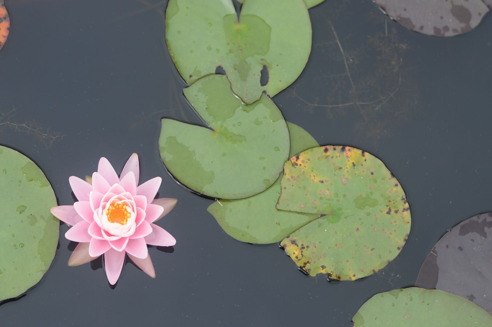 Nikon D3200 sample photo. Pond, natural, flowers photography