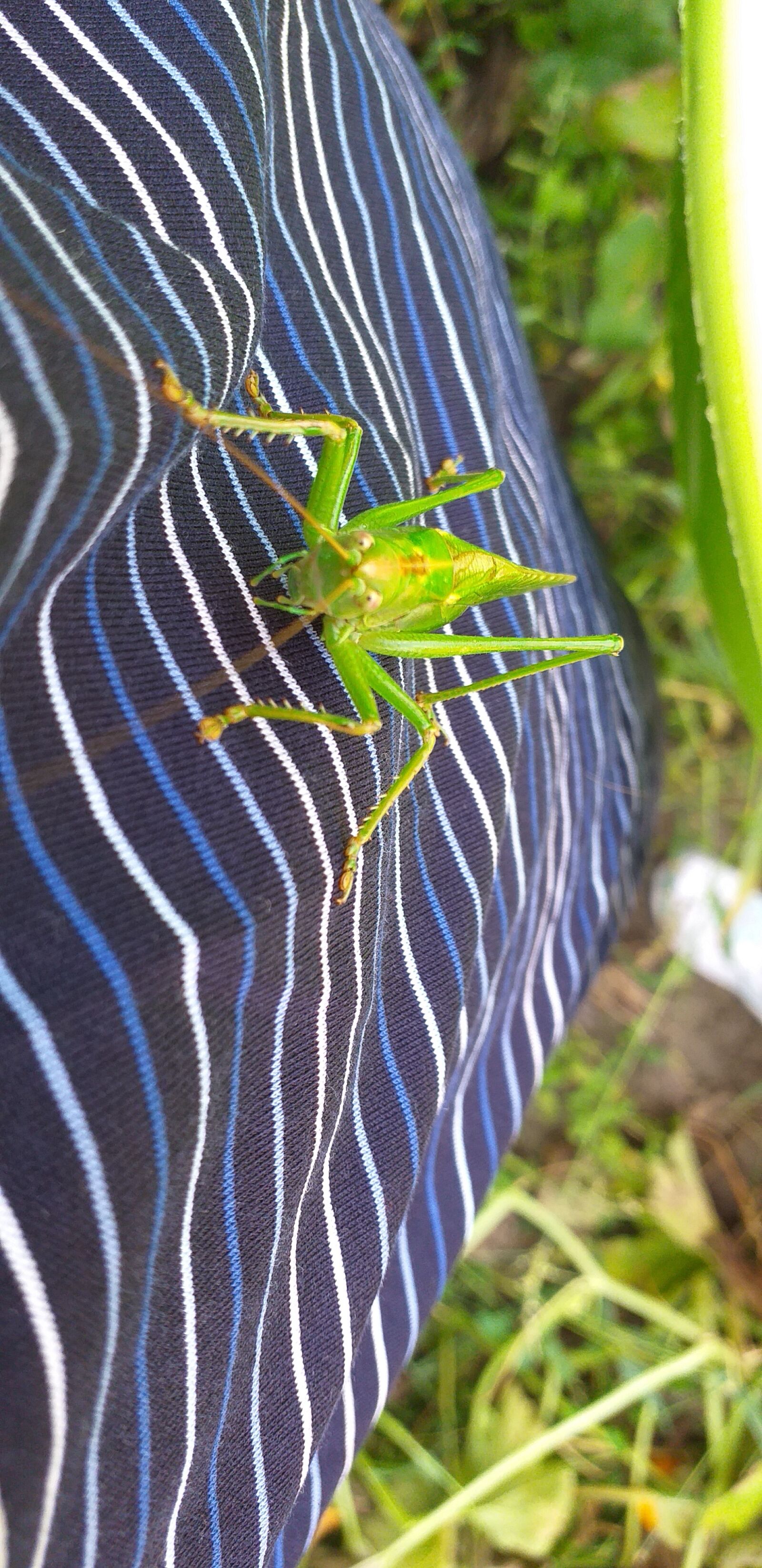Samsung Galaxy J6+ sample photo. Green, model, animal photography