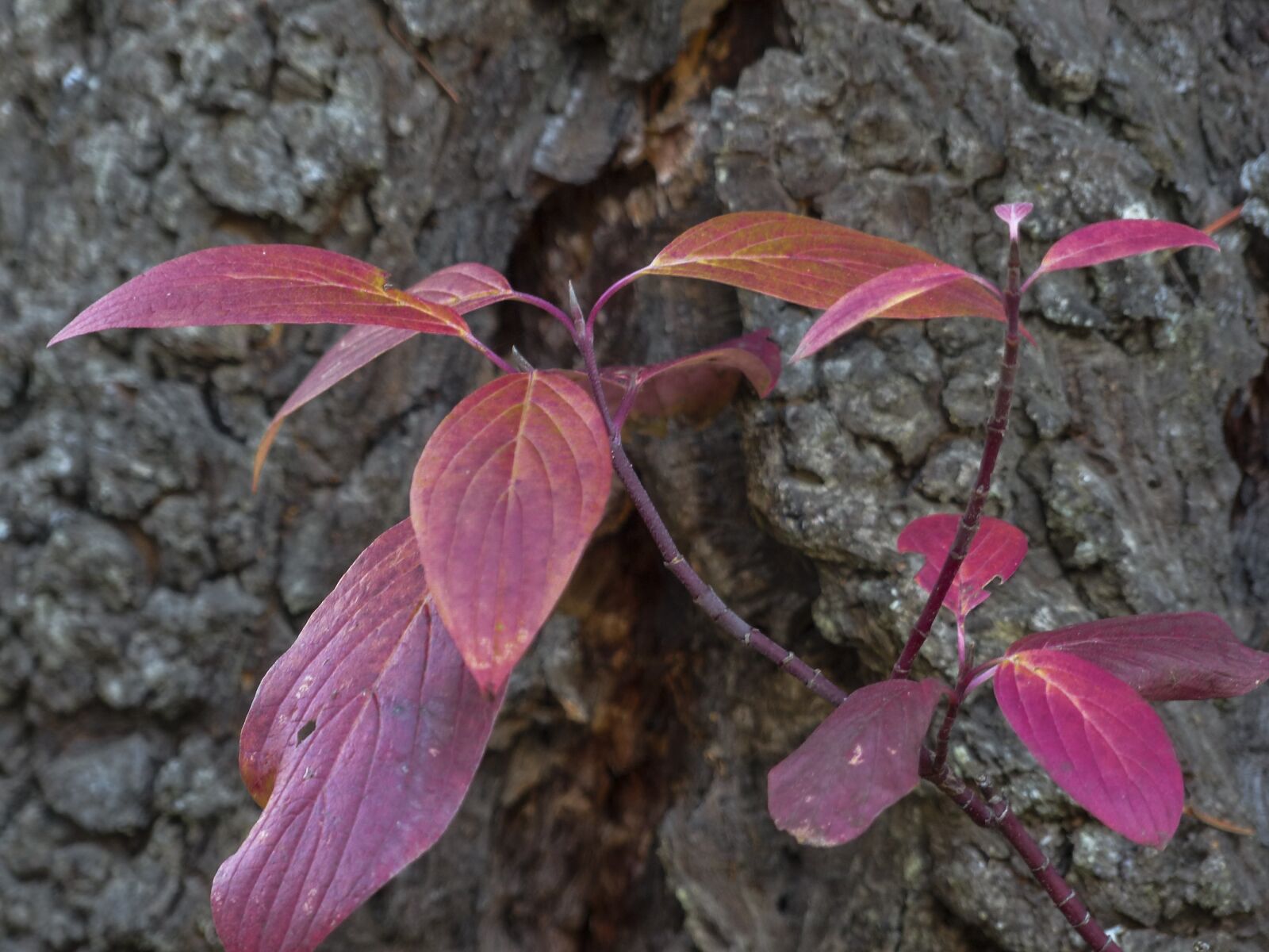 Panasonic Lumix DMC-FZ200 sample photo. Foliage, red, leaves photography