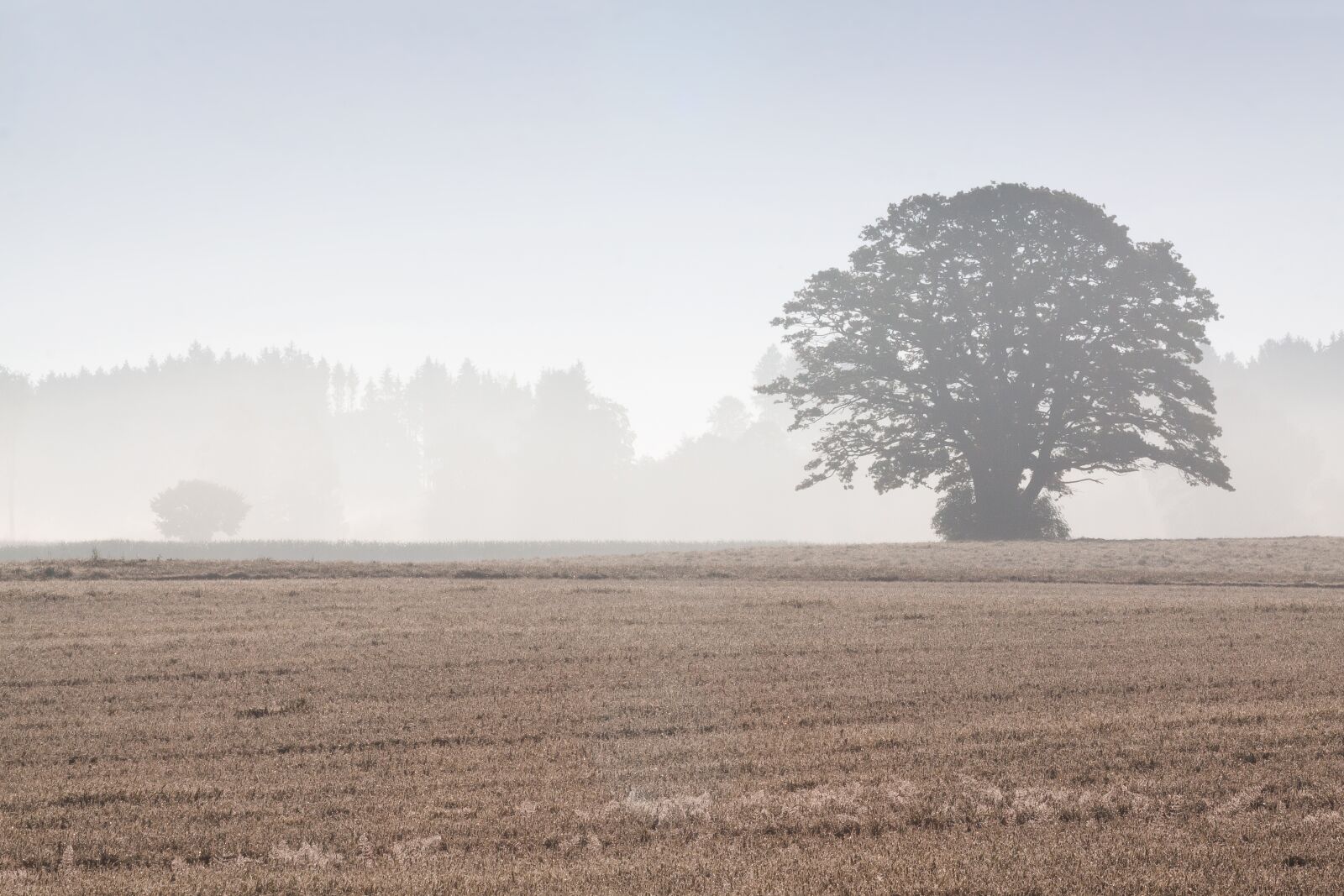 Canon EOS 50D sample photo. Tree, arable, field photography