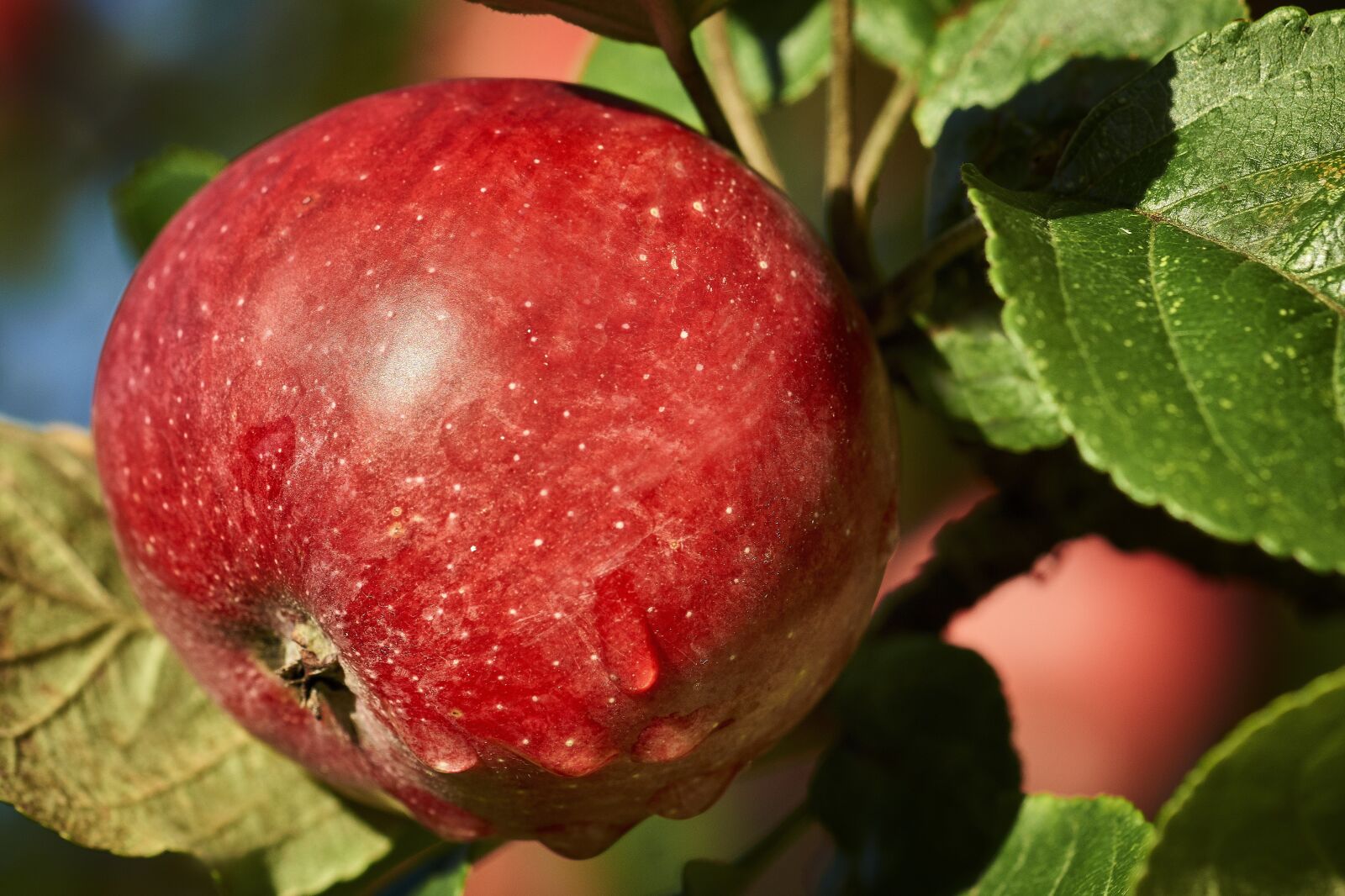 Minolta AF 100mm F2.8 Macro [New] sample photo. Apple, harvest, tree photography