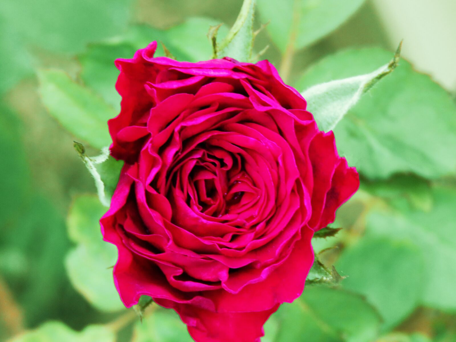 Canon PowerShot SX60 HS sample photo. Red rose, rose, rose photography