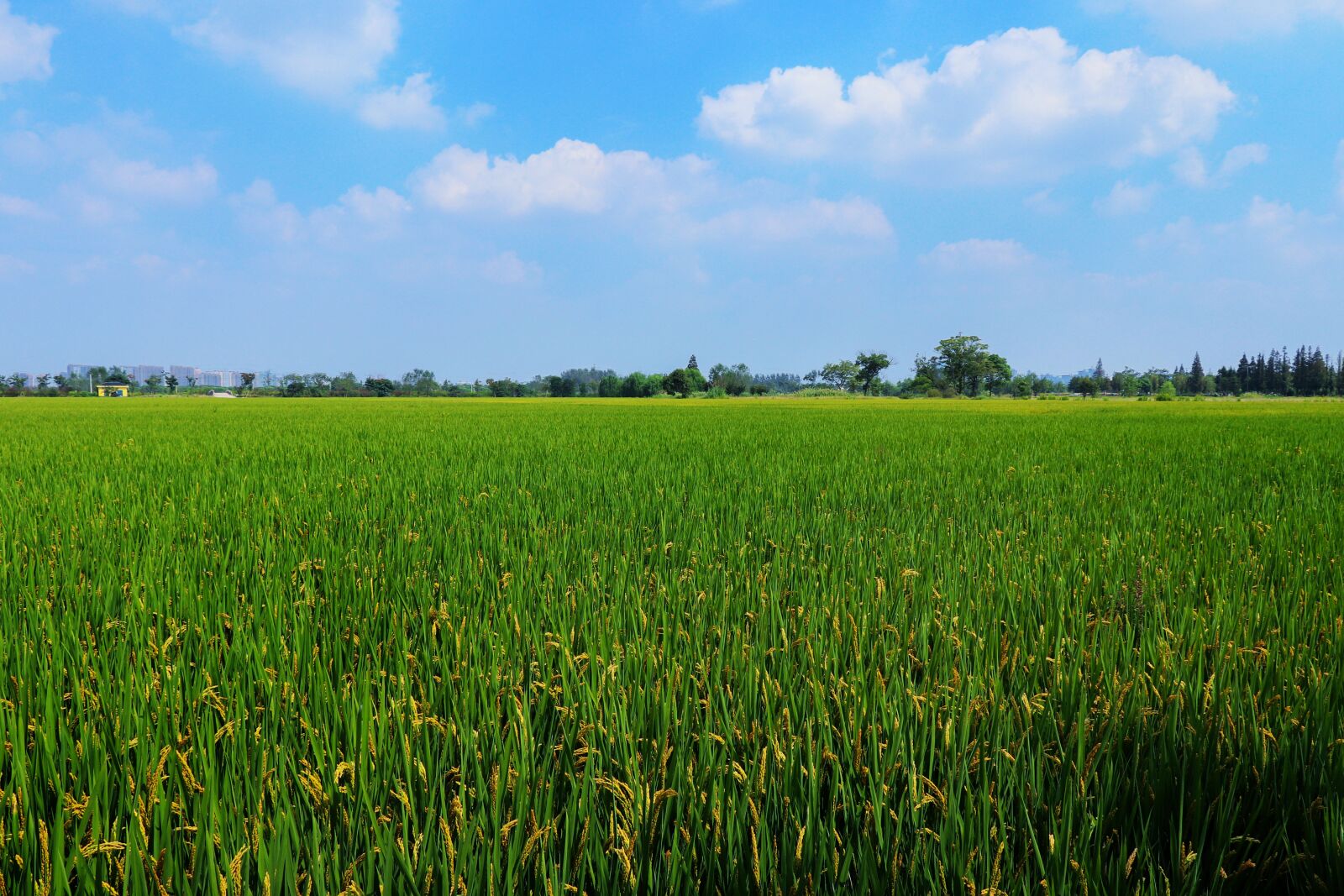 Canon EOS 77D (EOS 9000D / EOS 770D) + Canon EF-S 18-135mm F3.5-5.6 IS USM sample photo. Rice, in rice field photography