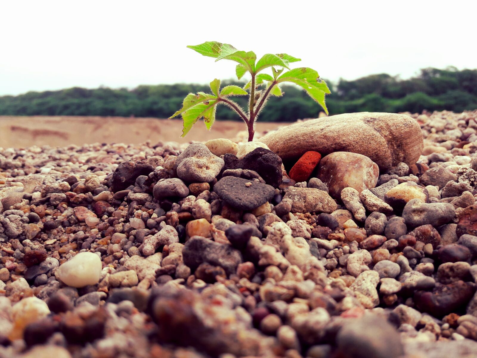 Samsung Galaxy J7 sample photo. Growing, plants, pebbles, naturephotography photography