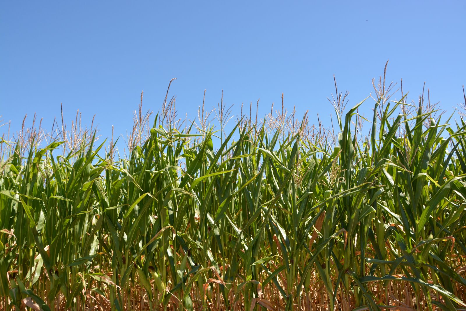 Nikon D5200 sample photo. Corn, culture, cereals photography
