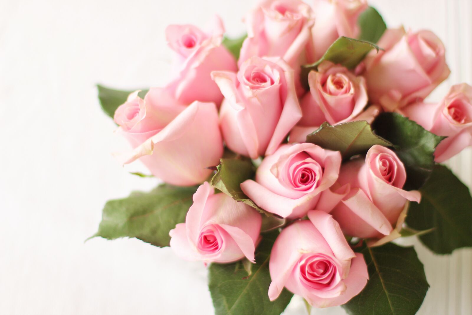 Canon EF 50mm F1.4 USM sample photo. Roses, pink, pink roses photography