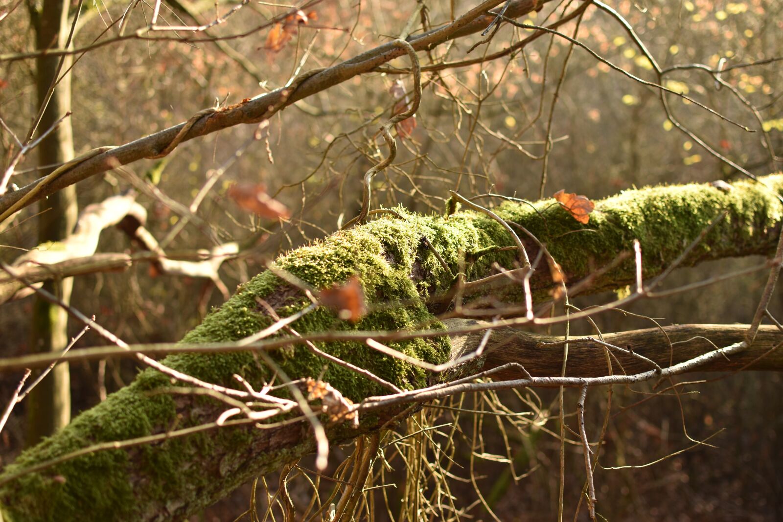 Nikon D5600 sample photo. Tree, wood, nature photography