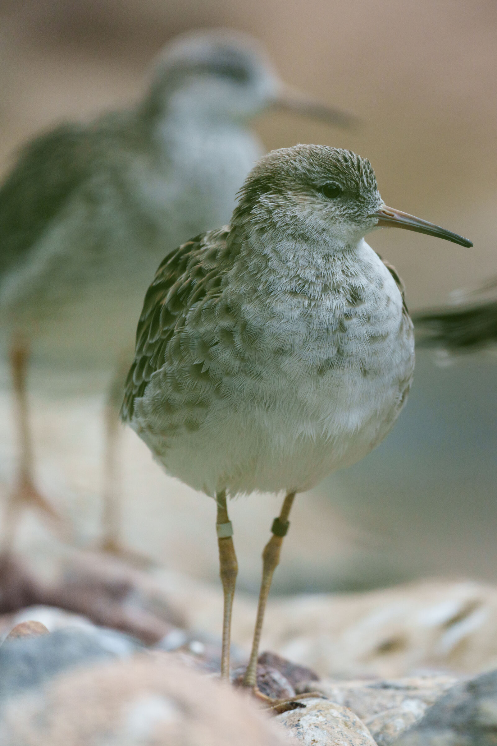 Sigma 500mm F5.6 DG DN OS Sports sample photo. Bird watch photography