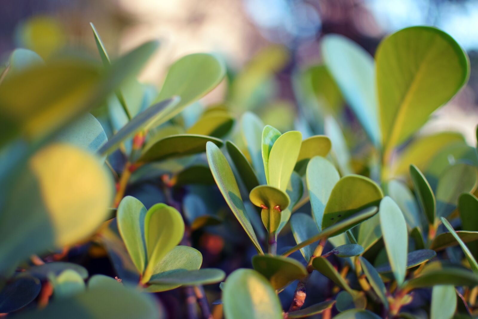 Nikon D5300 sample photo. Leaves, plants, nature photography
