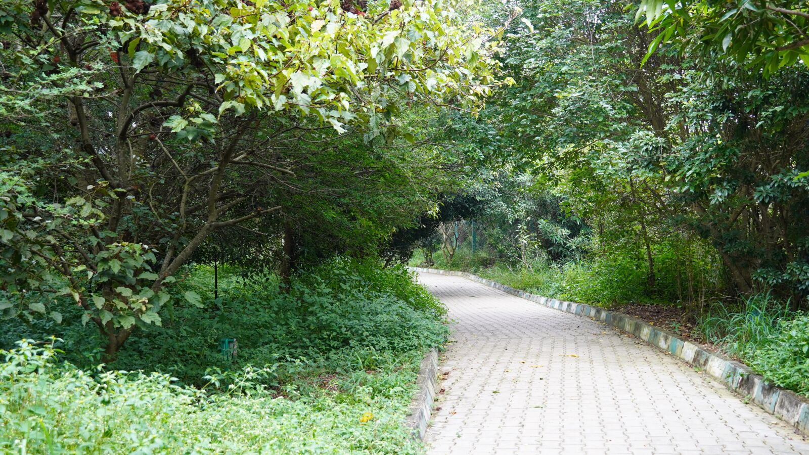 Sony a6400 sample photo. Path way, green pathway photography
