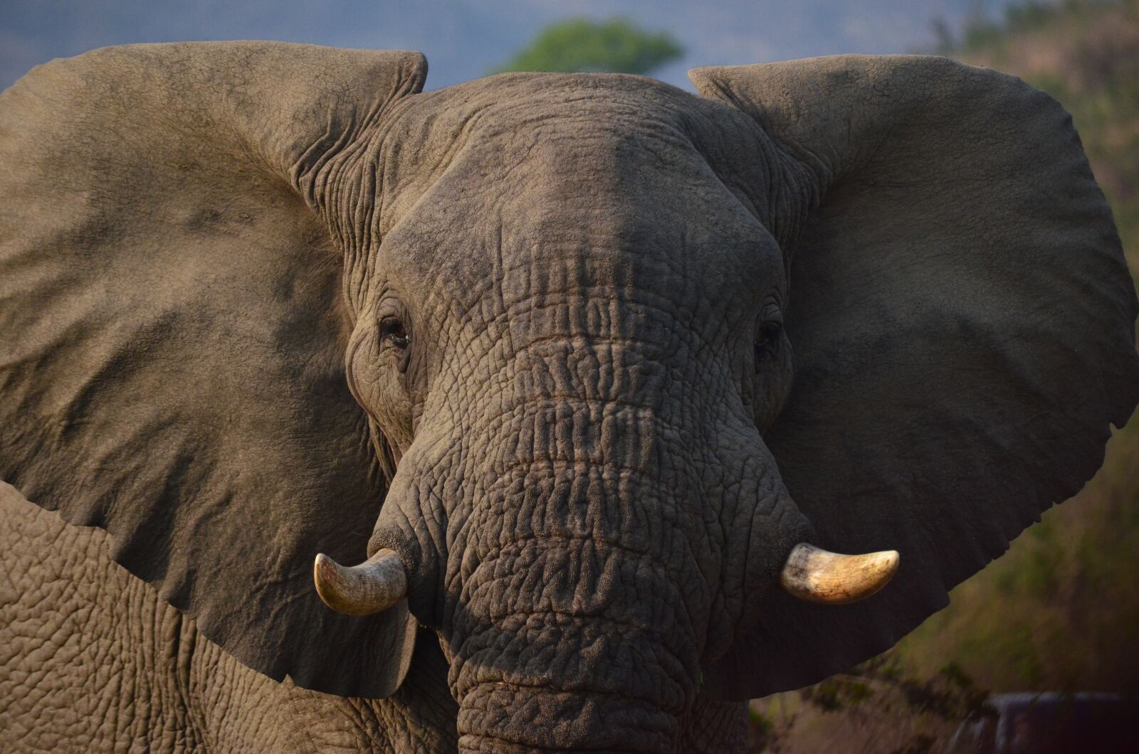 Nikon D7000 sample photo. Elephant, africa, savannah photography