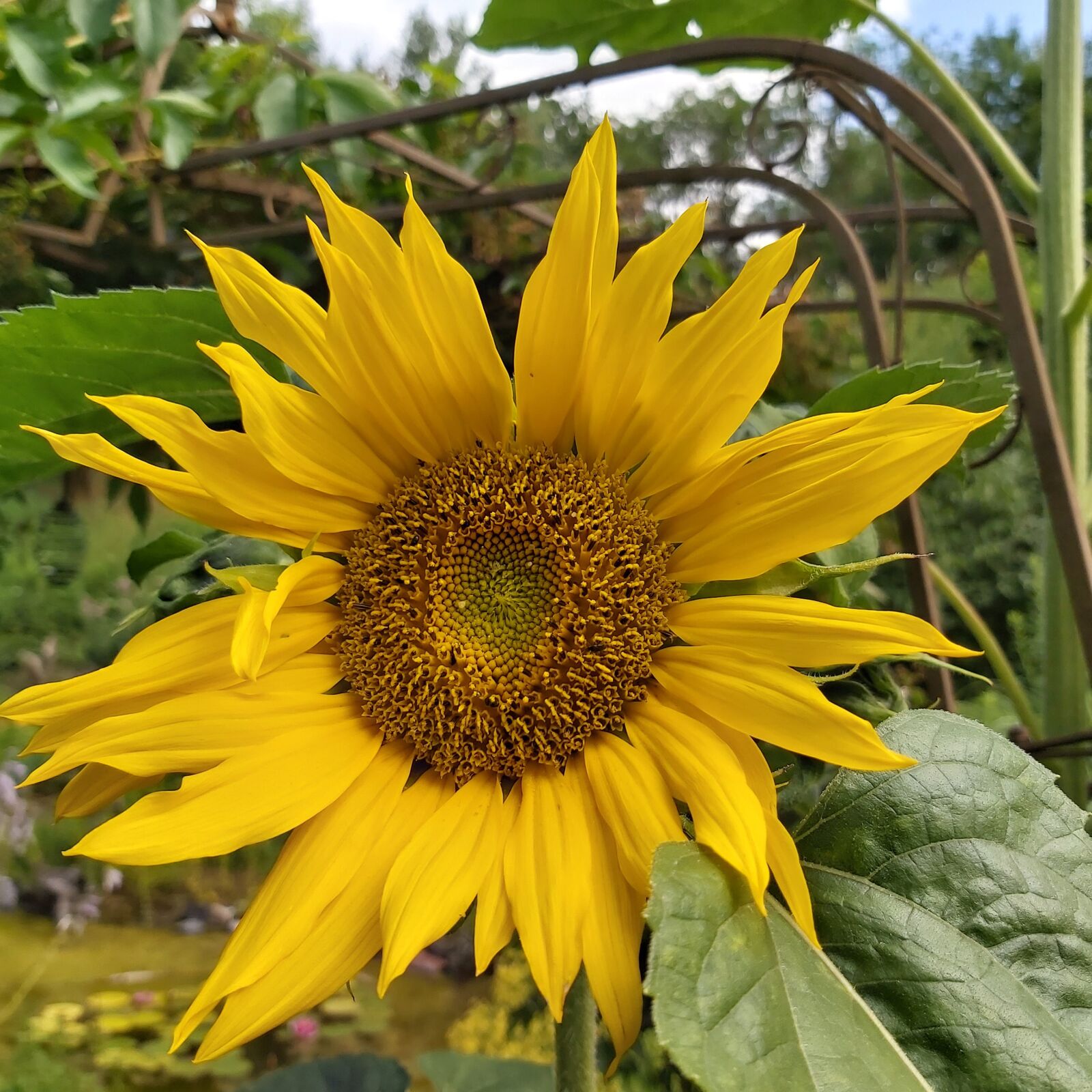 Samsung Galaxy A70 sample photo. Sunflower, yellow, blossom photography