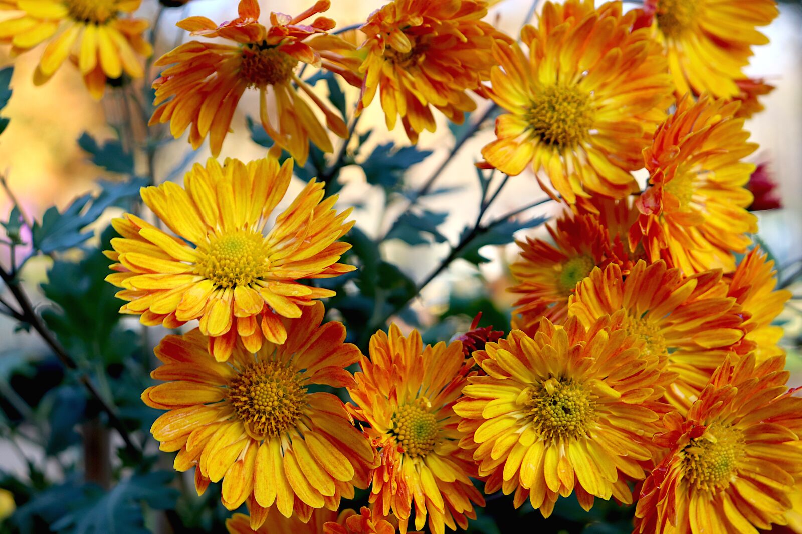 Canon EOS 800D (EOS Rebel T7i / EOS Kiss X9i) sample photo. Mums, flowers, the colour photography