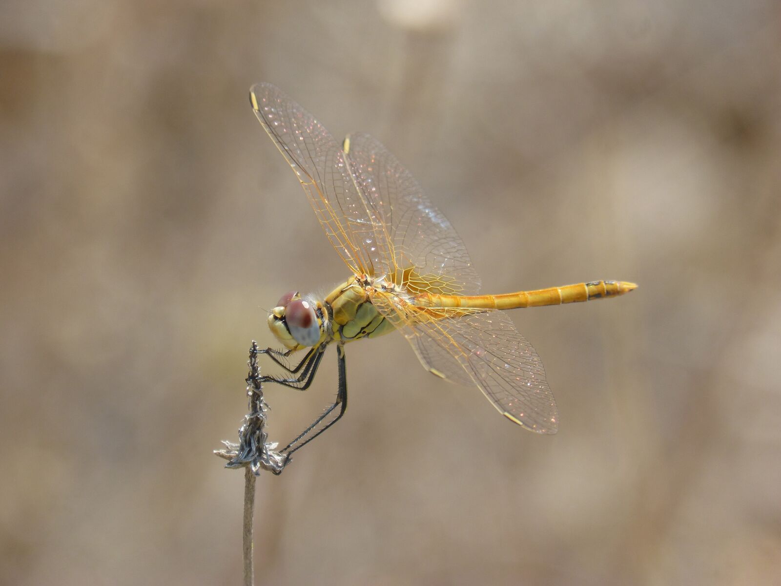 Panasonic DMC-FZ62 sample photo. Yellow dragonfly, dragonfly, dried photography