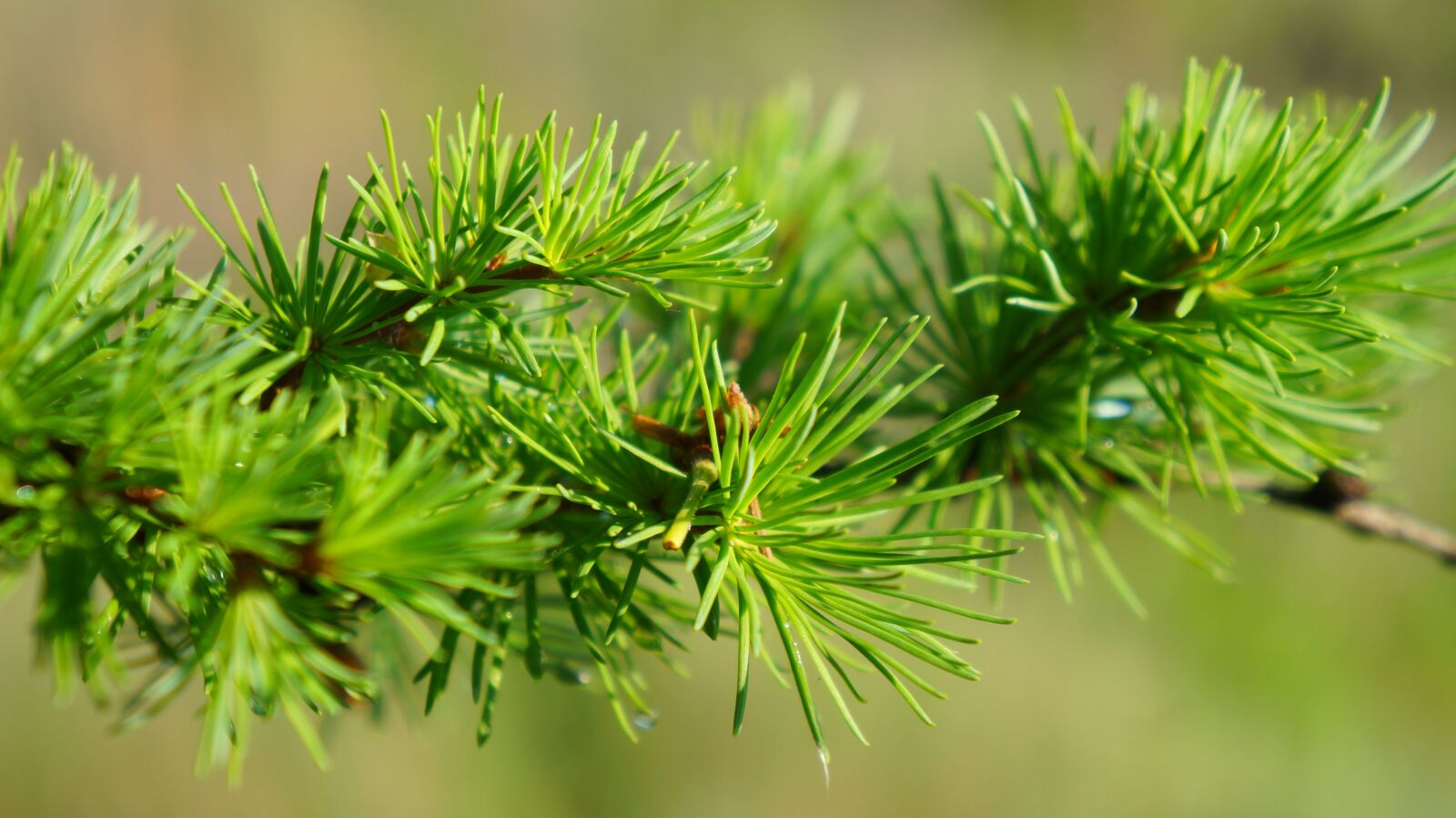 Sony Alpha a3000 sample photo. Nature, plants, green photography