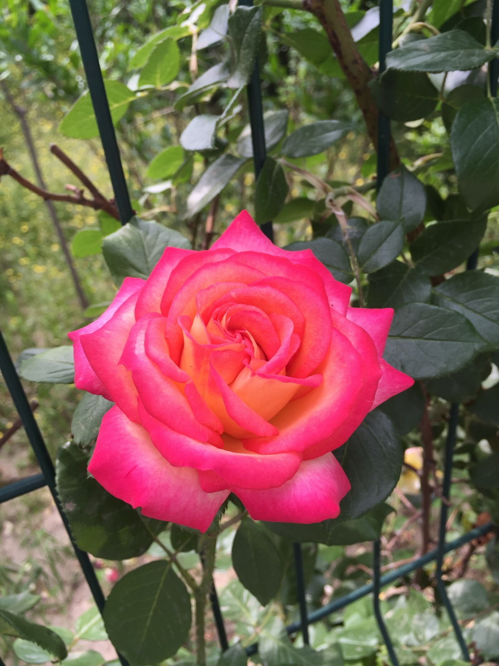 Apple iPhone 6 sample photo