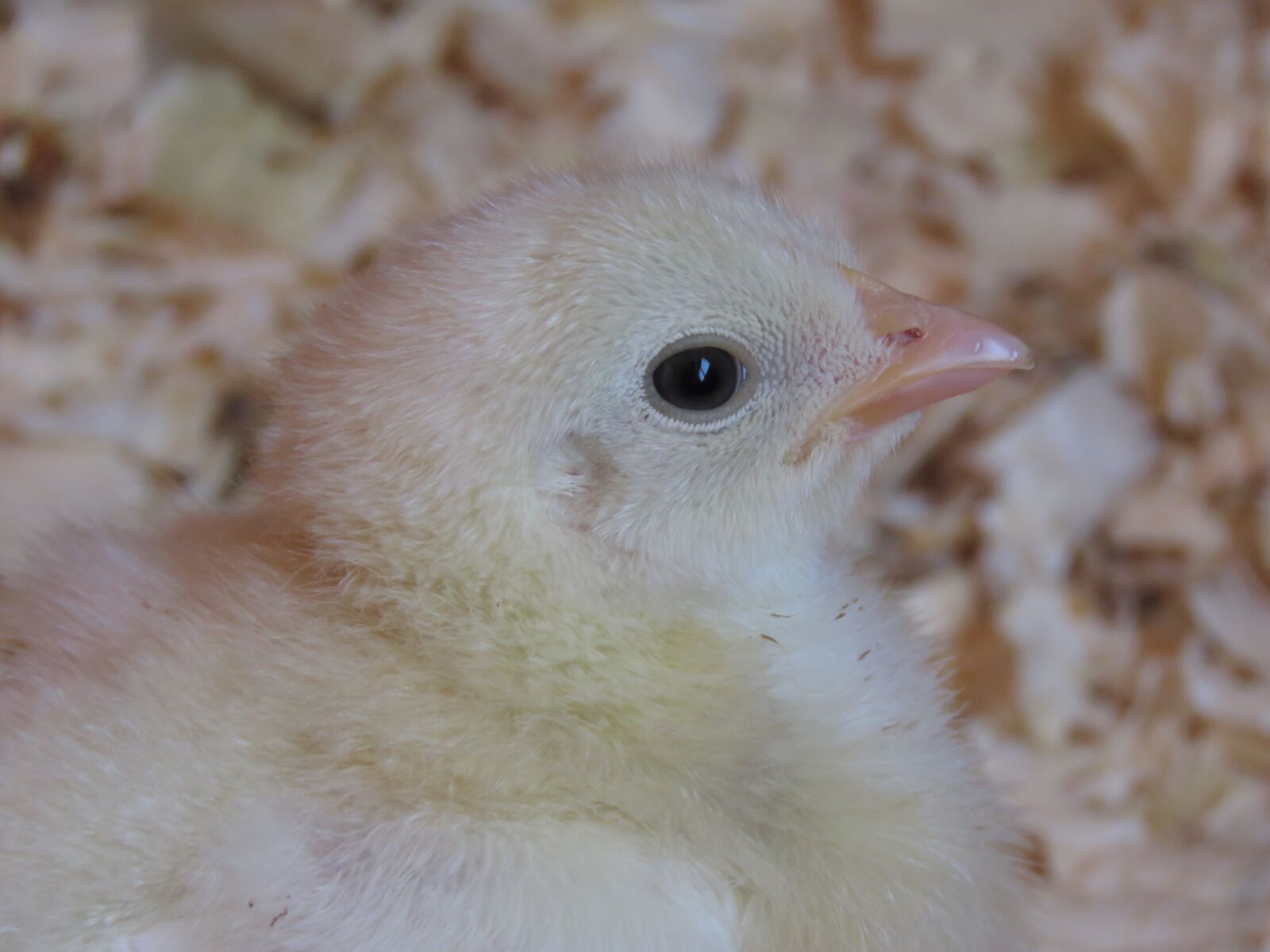 Canon PowerShot SX60 HS sample photo. Chick, chicken, farm photography