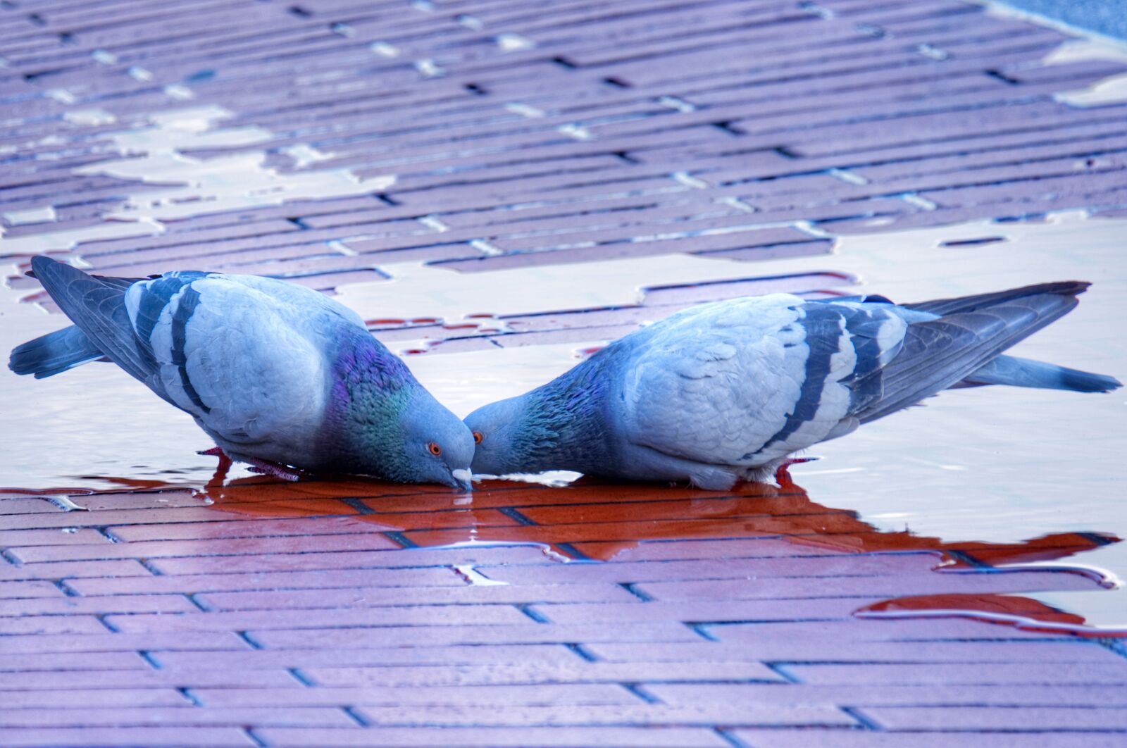 Fujifilm X-A2 sample photo. Doves, drinking, water photography
