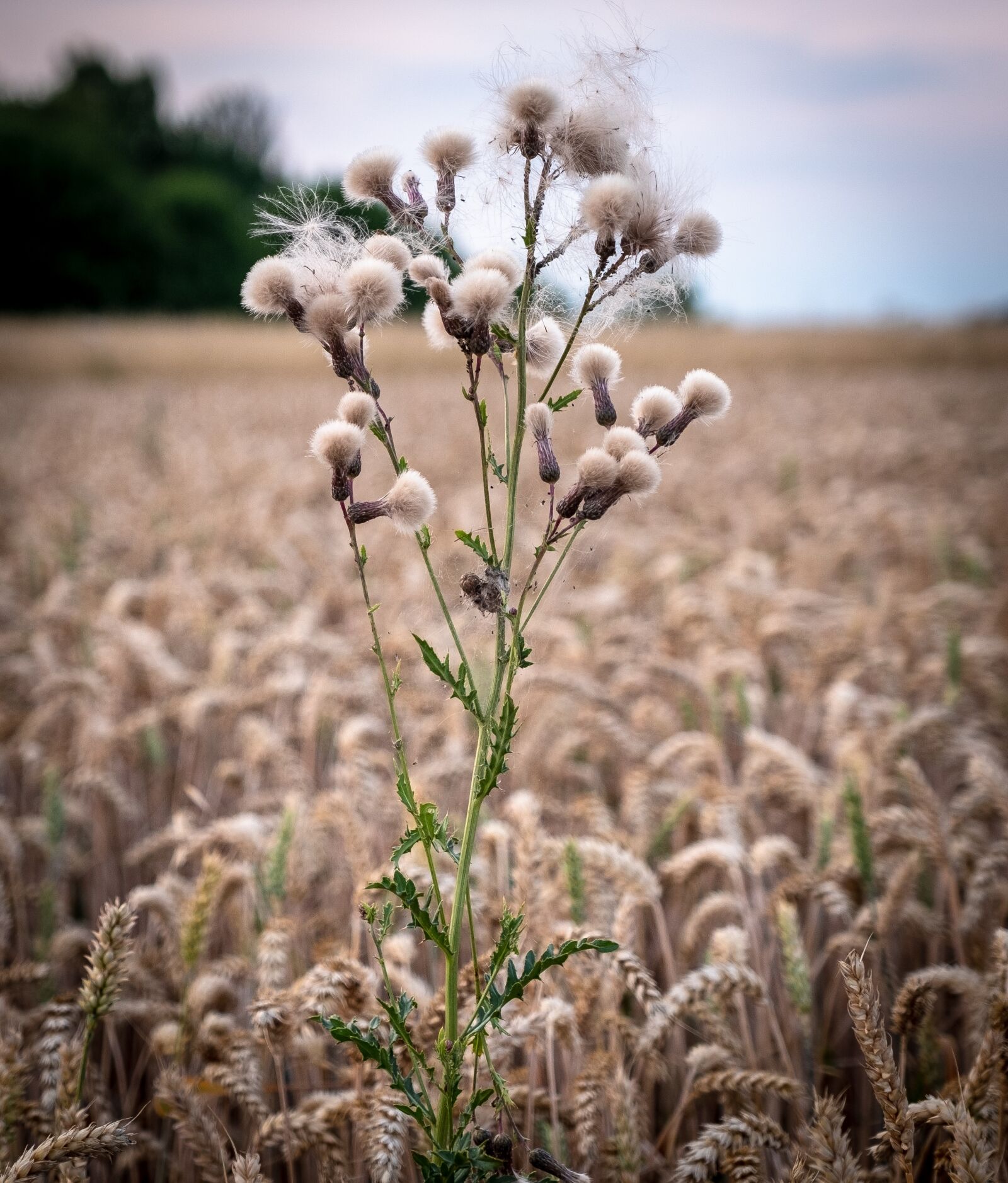 Fujifilm X-T2 sample photo. Grass, bush, wheat photography