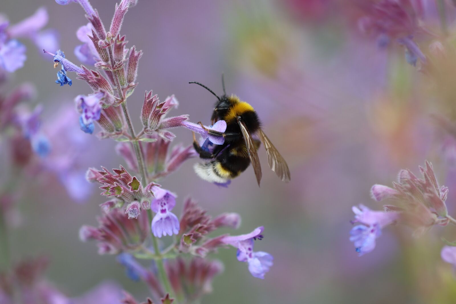 Canon EOS 90D sample photo. Hummel, flower, blossom photography