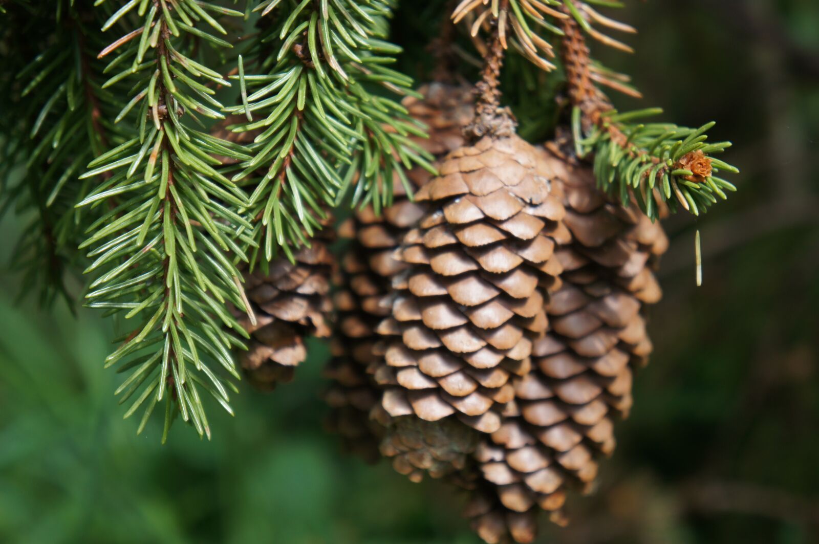 Sony E 18-55mm F3.5-5.6 OSS sample photo. Pine cone, forest, spruce photography