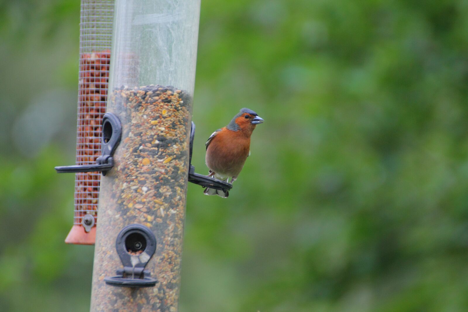 Canon EOS 1100D (EOS Rebel T3 / EOS Kiss X50) sample photo. Bird, feed, feeding photography