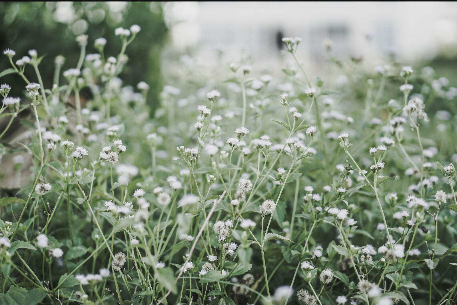 E 50mm F1.8 OSS sample photo. Tree, flowers, meadow photography