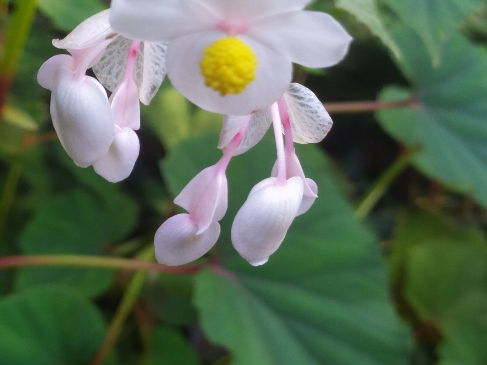 Xiaomi Redmi Note 7 sample photo. Nature, summer, flowers photography