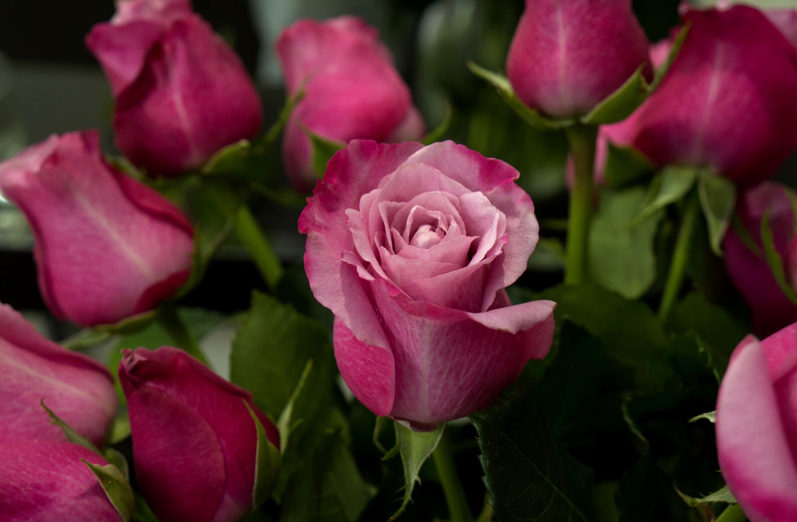 Sony Alpha NEX-F3 + Sony E 18-55mm F3.5-5.6 OSS sample photo. Natural, emotion, roses photography