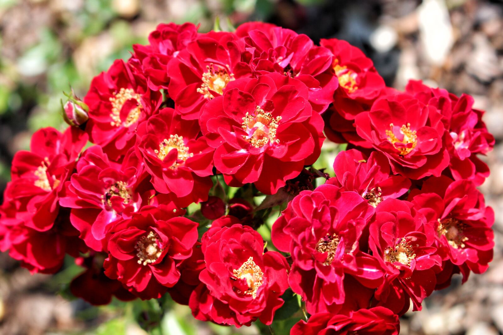 Canon EOS 700D (EOS Rebel T5i / EOS Kiss X7i) sample photo. Roses, rose, flowers photography