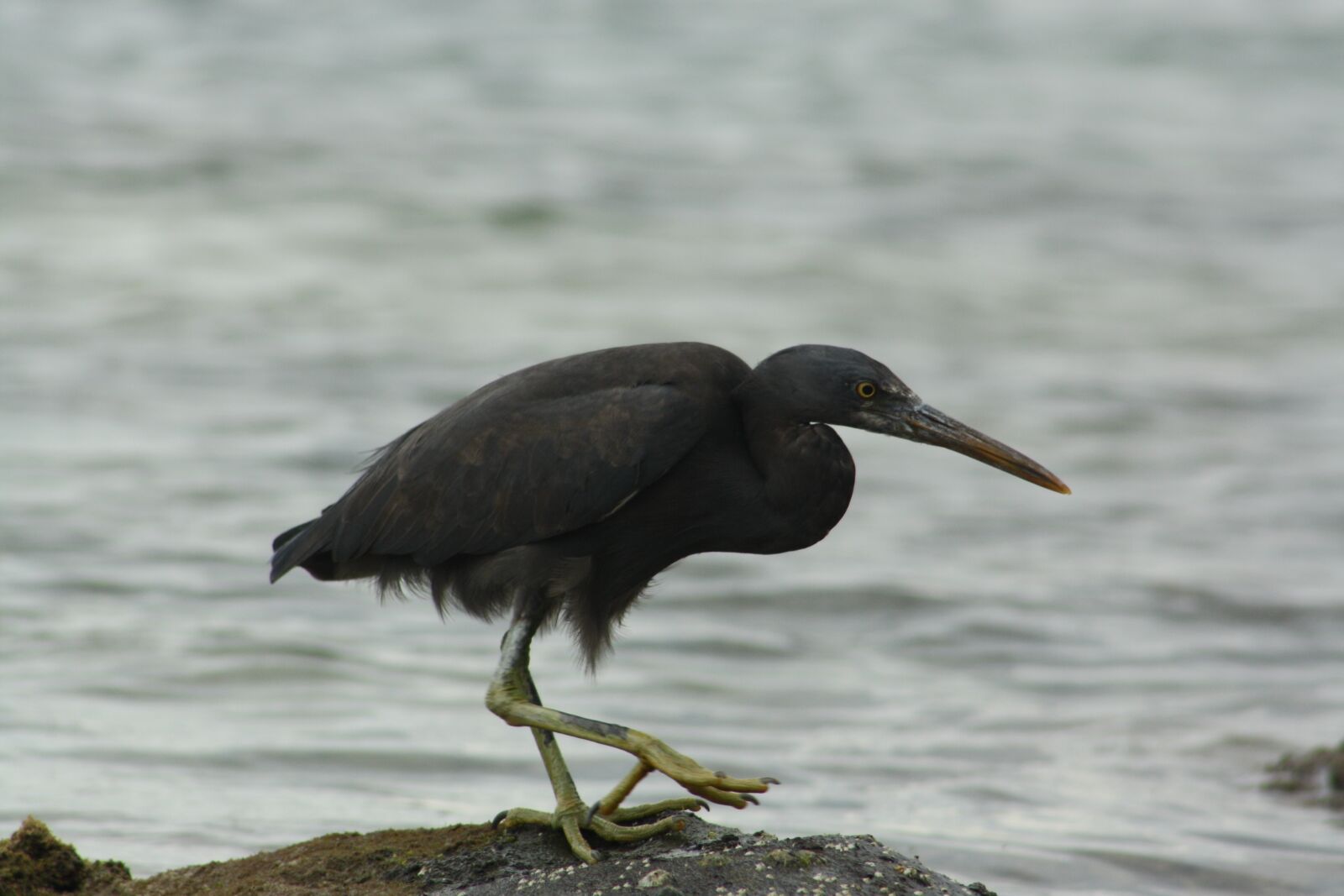 Canon EOS 1000D (EOS Digital Rebel XS / EOS Kiss F) sample photo. Pacific reef heron, dark photography