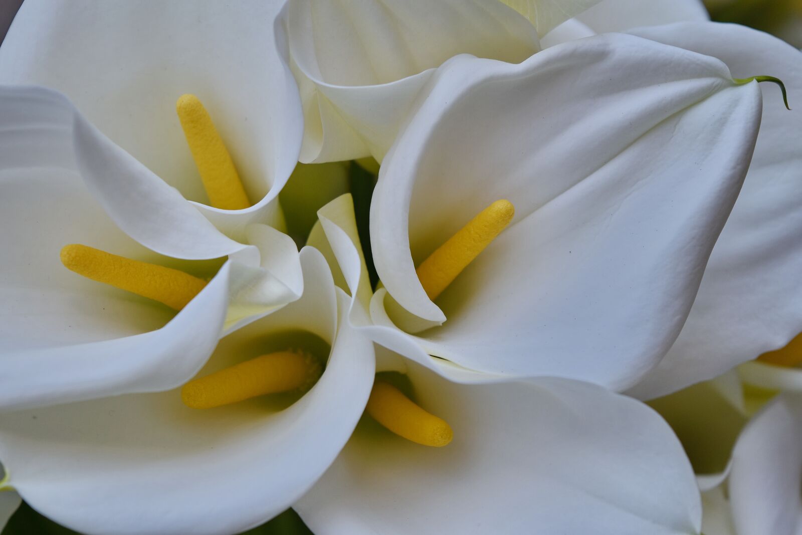 Nikon D5500 sample photo. Beautiful, detail, lily, white photography