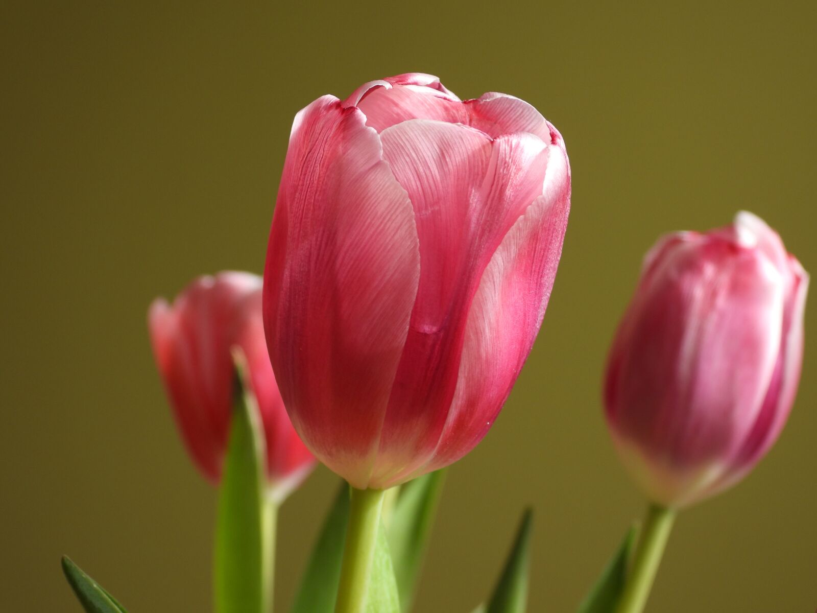Nikon Coolpix P1000 sample photo. Tulips, pink tulip, flower photography