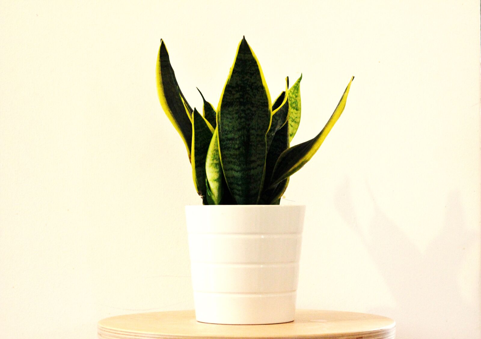 Canon EOS 600D (Rebel EOS T3i / EOS Kiss X5) + Canon EF 50mm F1.8 II sample photo. Sansevieria, plant, nature photography