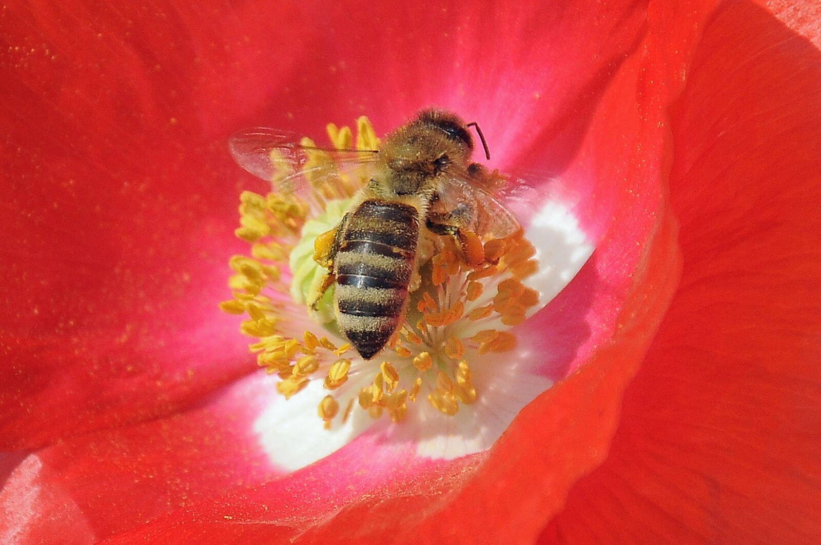 Nikon D90 sample photo. Blossom, bloom, bee photography