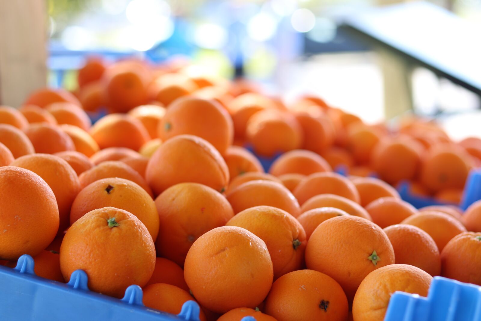 Canon EOS 77D (EOS 9000D / EOS 770D) + Canon EF 50mm F1.8 STM sample photo. Oranges, fruit, produce photography