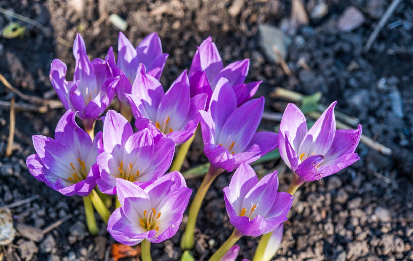 Sony a7R II + Sony FE 24-240mm F3.5-6.3 OSS sample photo. Flowers, purple, columbines photography