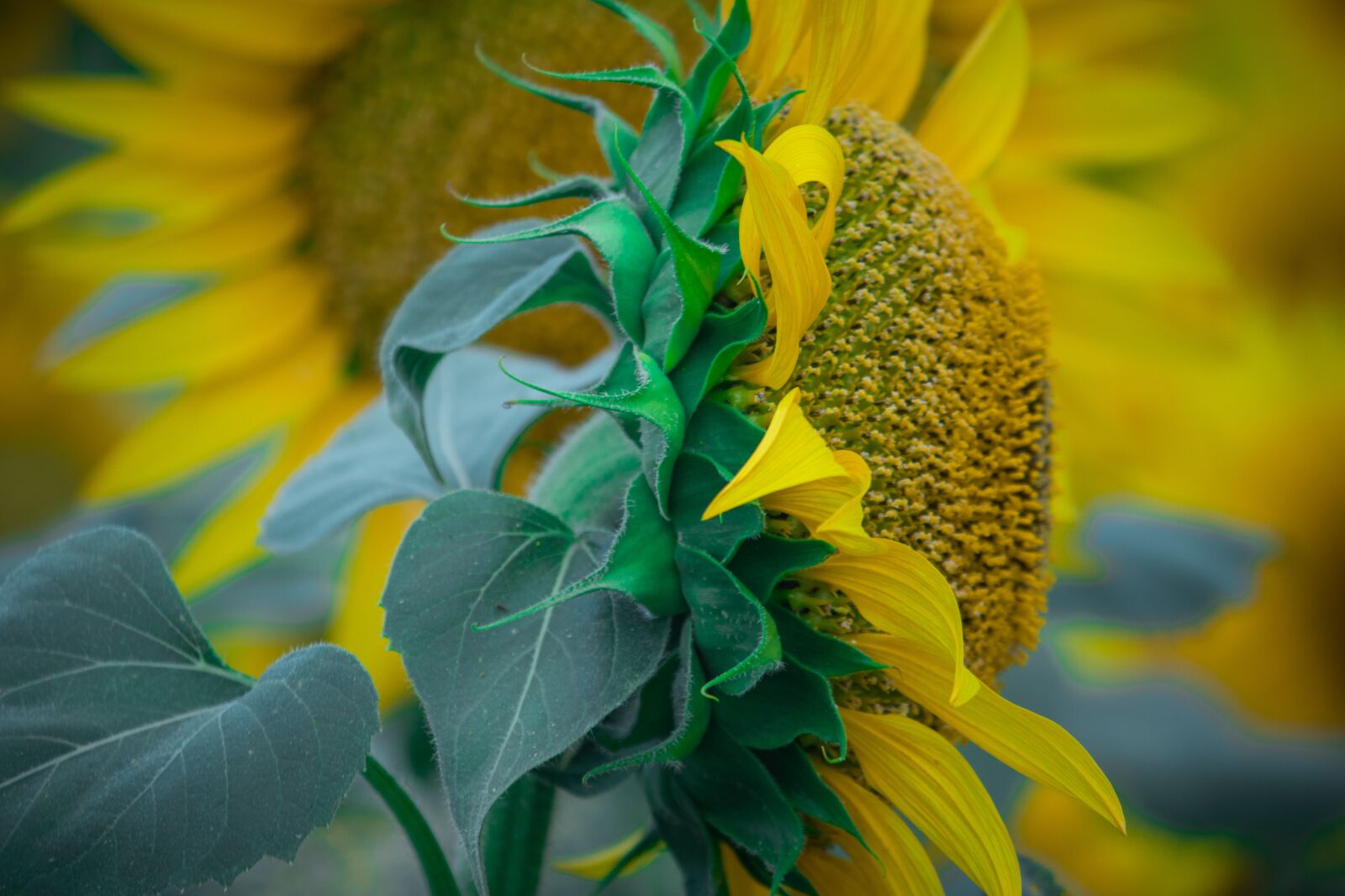 Canon EOS 700D (EOS Rebel T5i / EOS Kiss X7i) sample photo. Sun flower, flowers, yellow photography