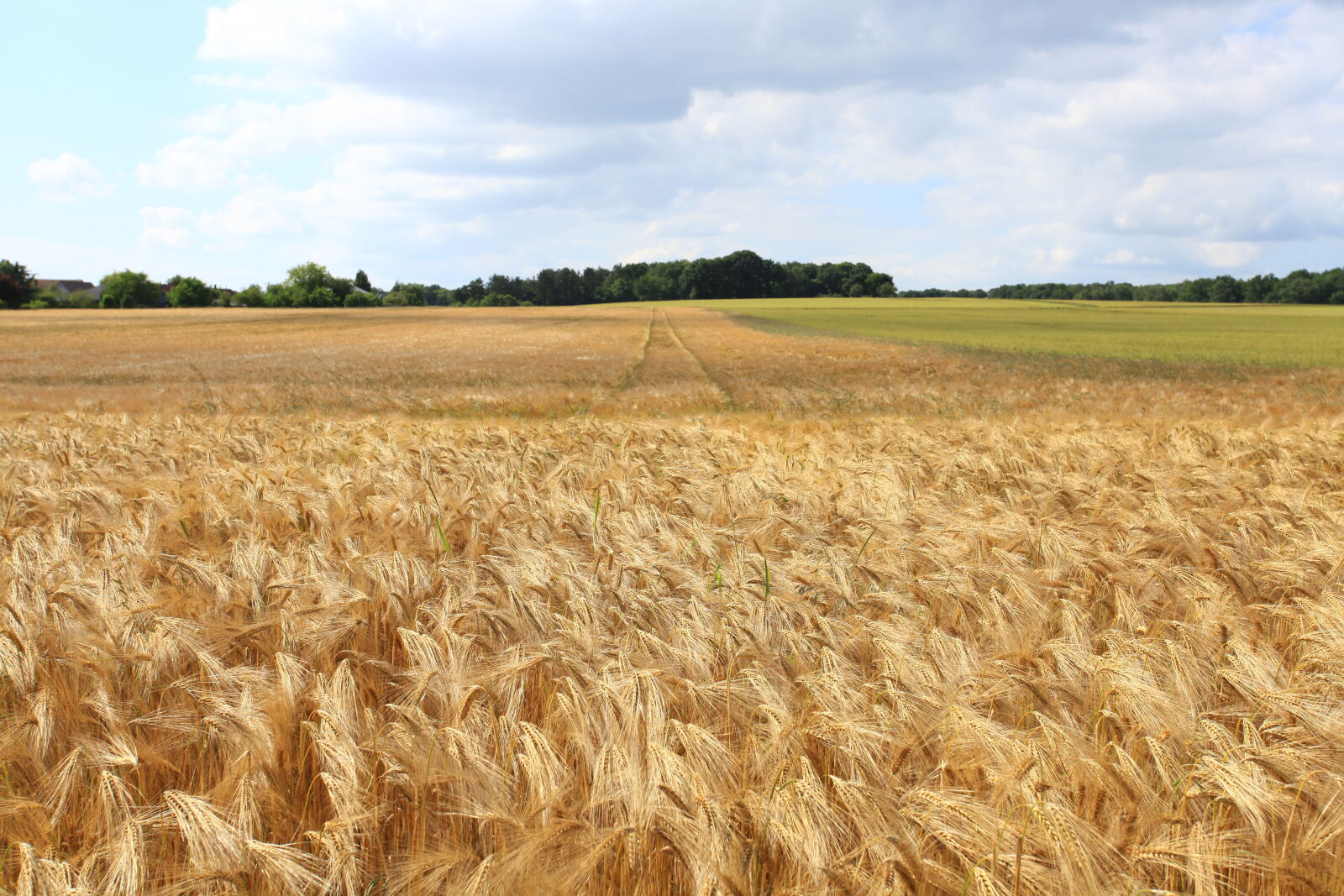Canon EF 17-40mm F4L USM sample photo. Agriculture, barley, bread, cereal photography