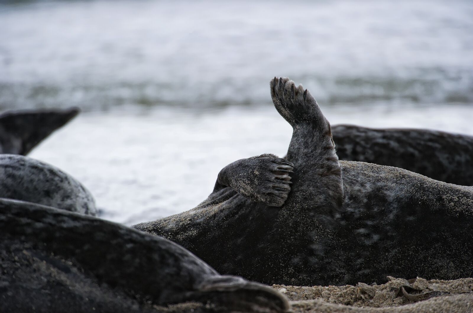 Nikon D3S sample photo. Helgoland, north sea, sea photography
