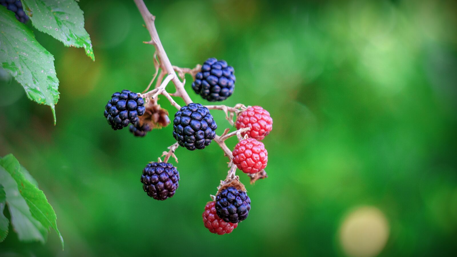 Sony a6000 sample photo. Blackberries, berries, fruit photography
