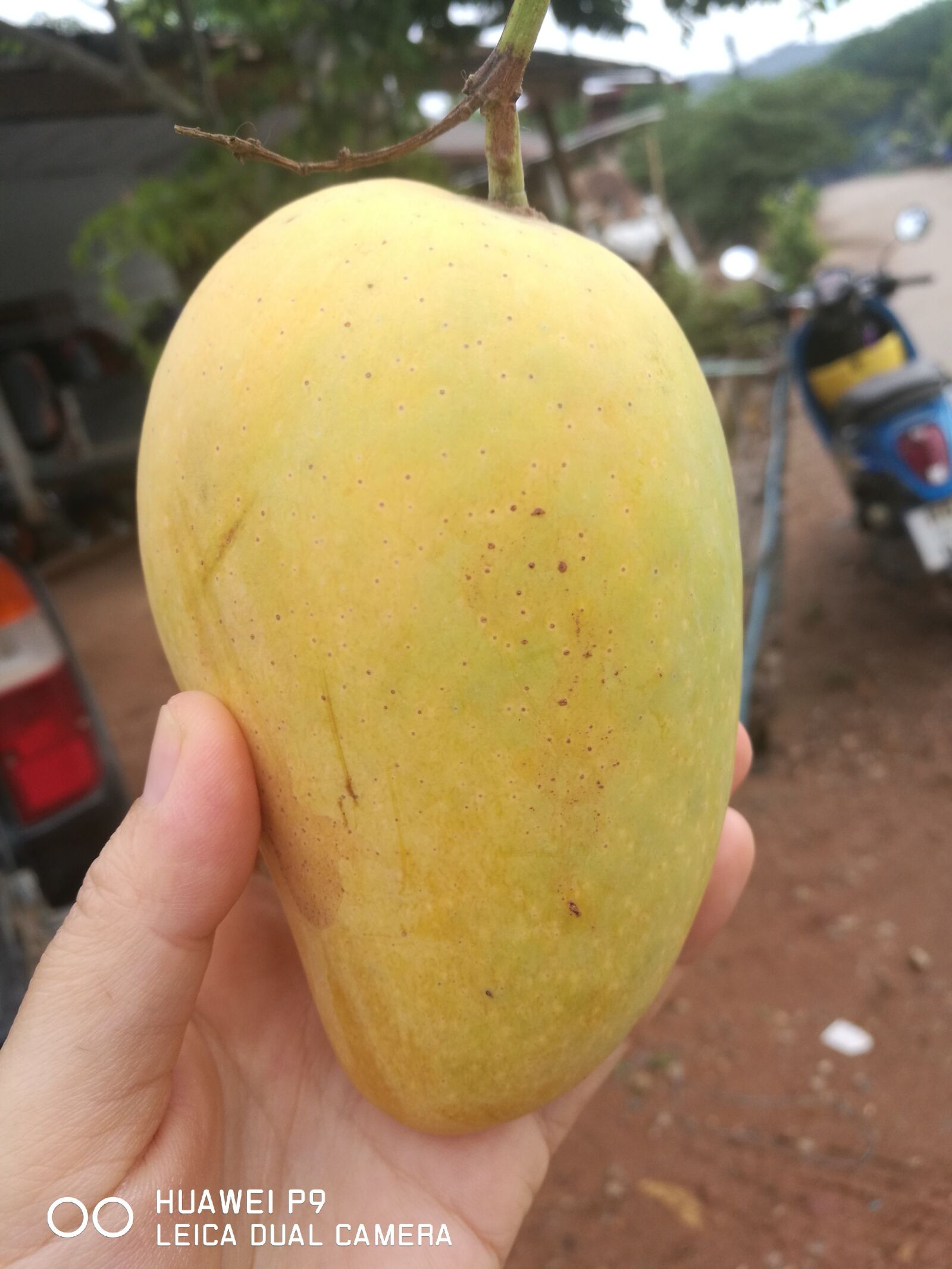 HUAWEI P9 sample photo. Ripe mango, mango chok photography