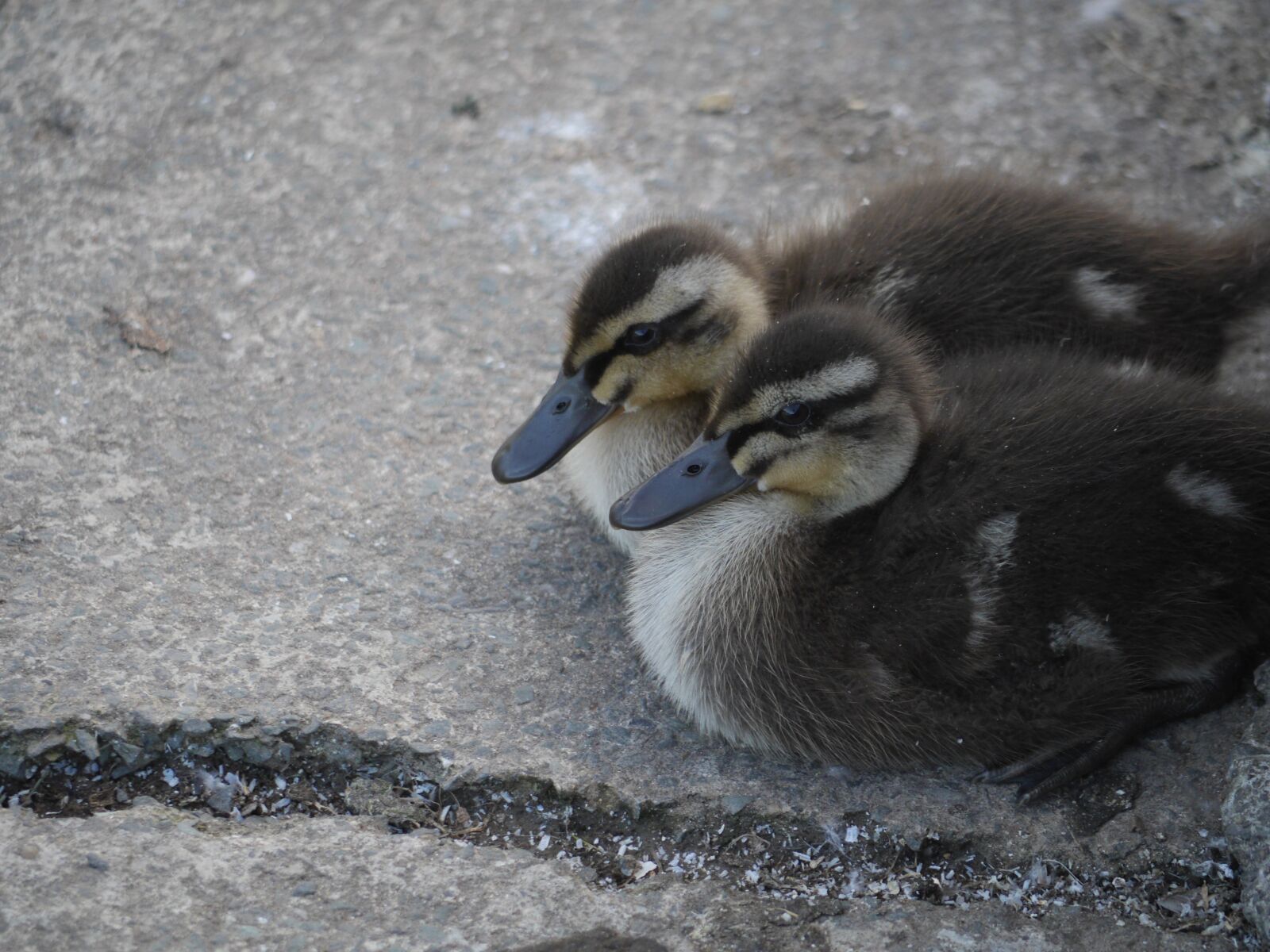 Panasonic Lumix DMC-GH3 sample photo. Duckling, bird, cute photography