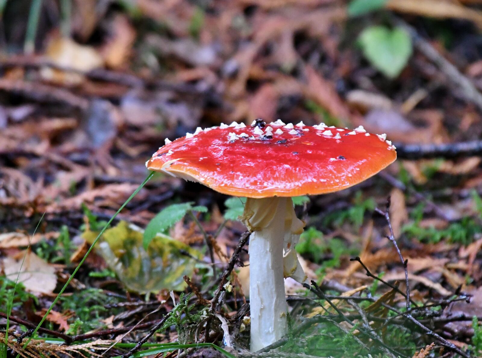 Nikon D500 sample photo. Mushroom, fly agaric, autumn photography