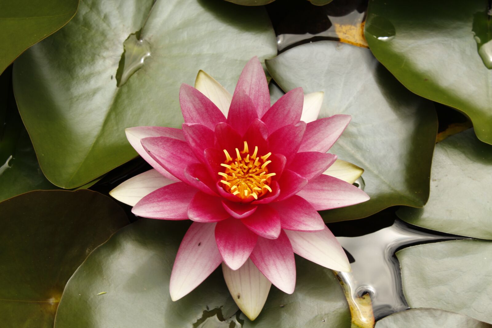 Canon EOS 1200D (EOS Rebel T5 / EOS Kiss X70 / EOS Hi) sample photo. Water lily, summer, villosa photography