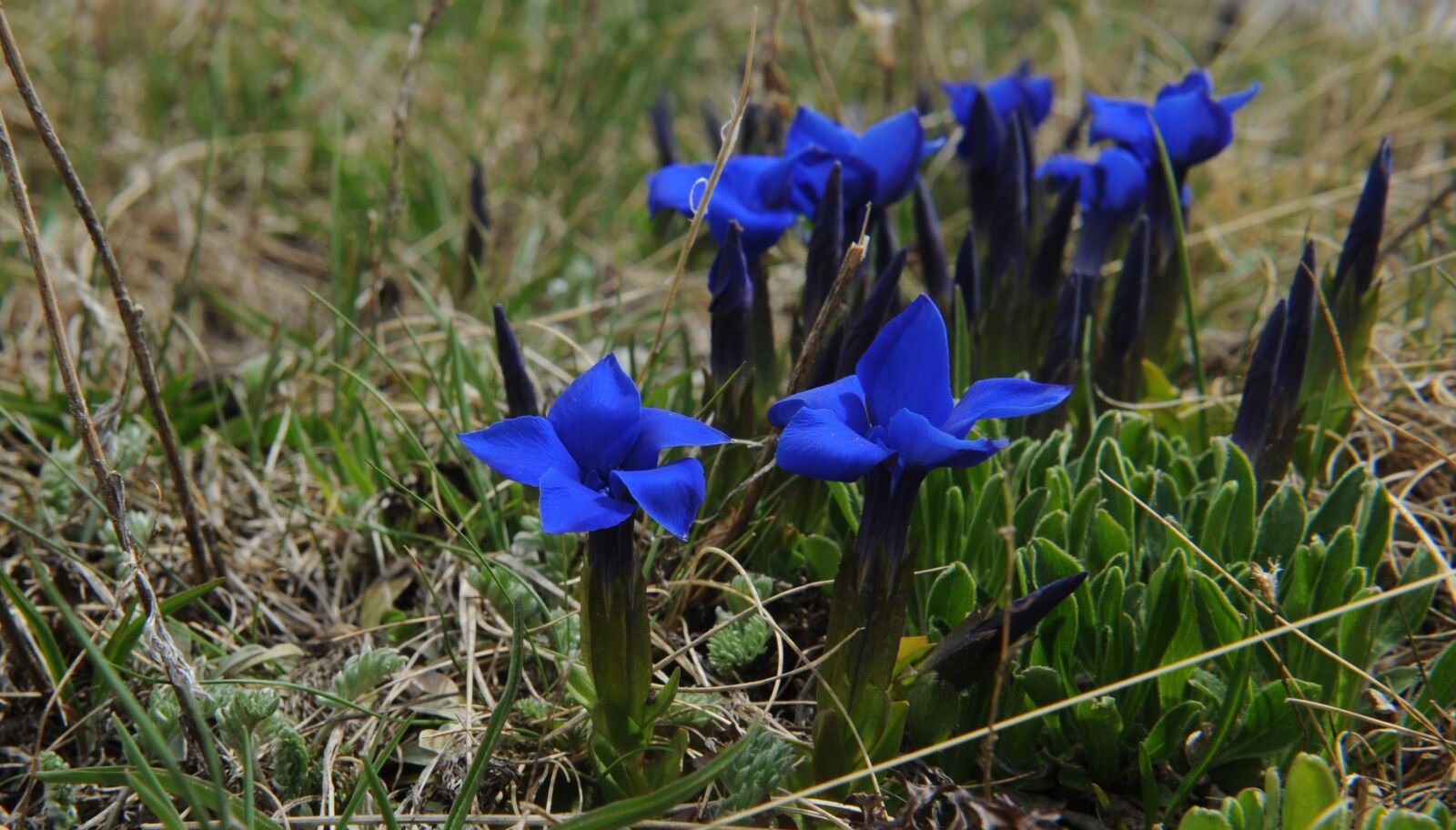 Nikon D700 sample photo. Gentiana verna, svaneti, caucasus photography