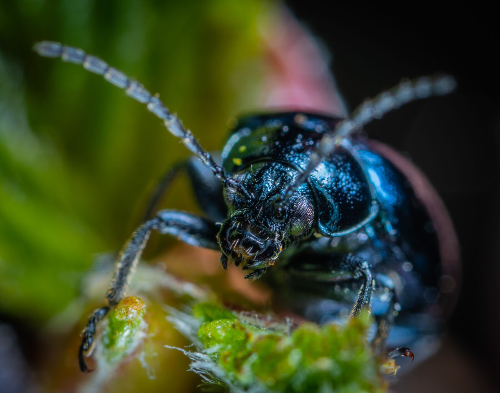 #124 65/2.8 sample photo. Insect, bespozvonochnoe, nature photography