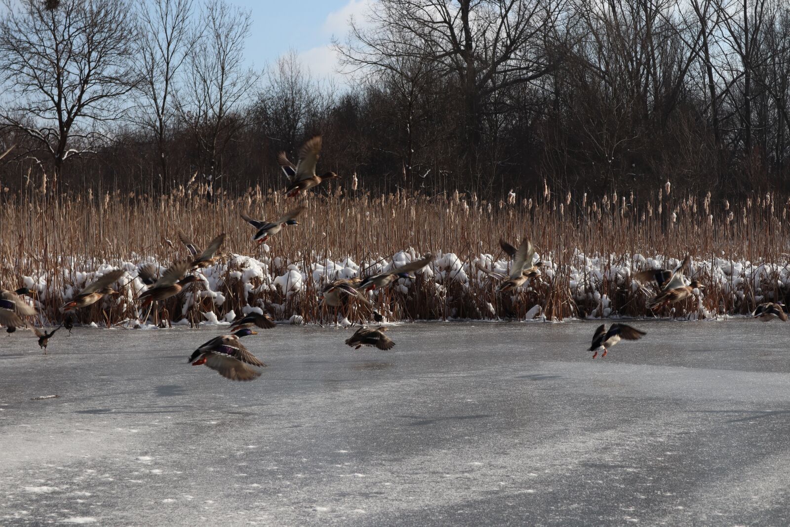 Canon EOS M50 (EOS Kiss M) sample photo. Frozen, nature, cold photography